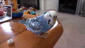 Jak trénovat vlnité papoušky